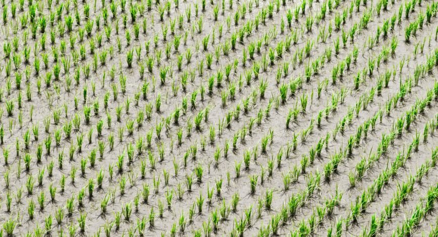 Rice field