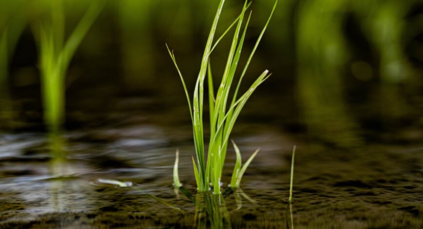 Is it better to produce Sake purely with rice and water?