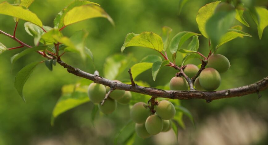 Umeshu – One of the most popular Japanese alcohol